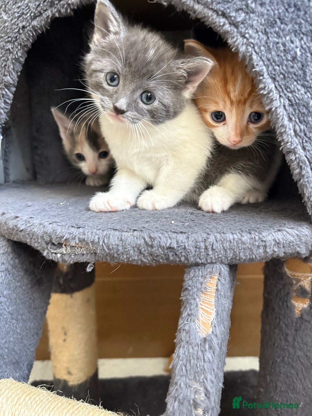 Russian Blue cats for sale: Kittens for sale  - Image 10