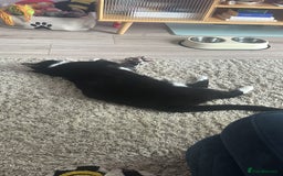 Domestic Shorthair cats for sale: Big gentle loving boy - Image 6