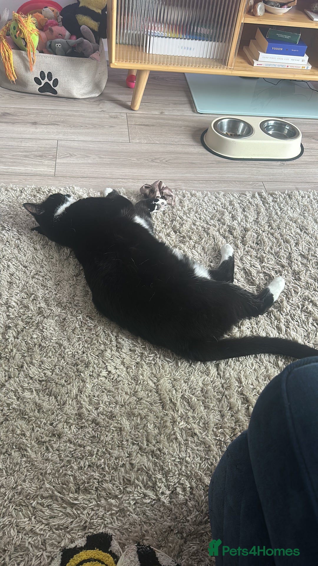 Domestic Shorthair cats for sale: Big gentle loving boy - Image 6