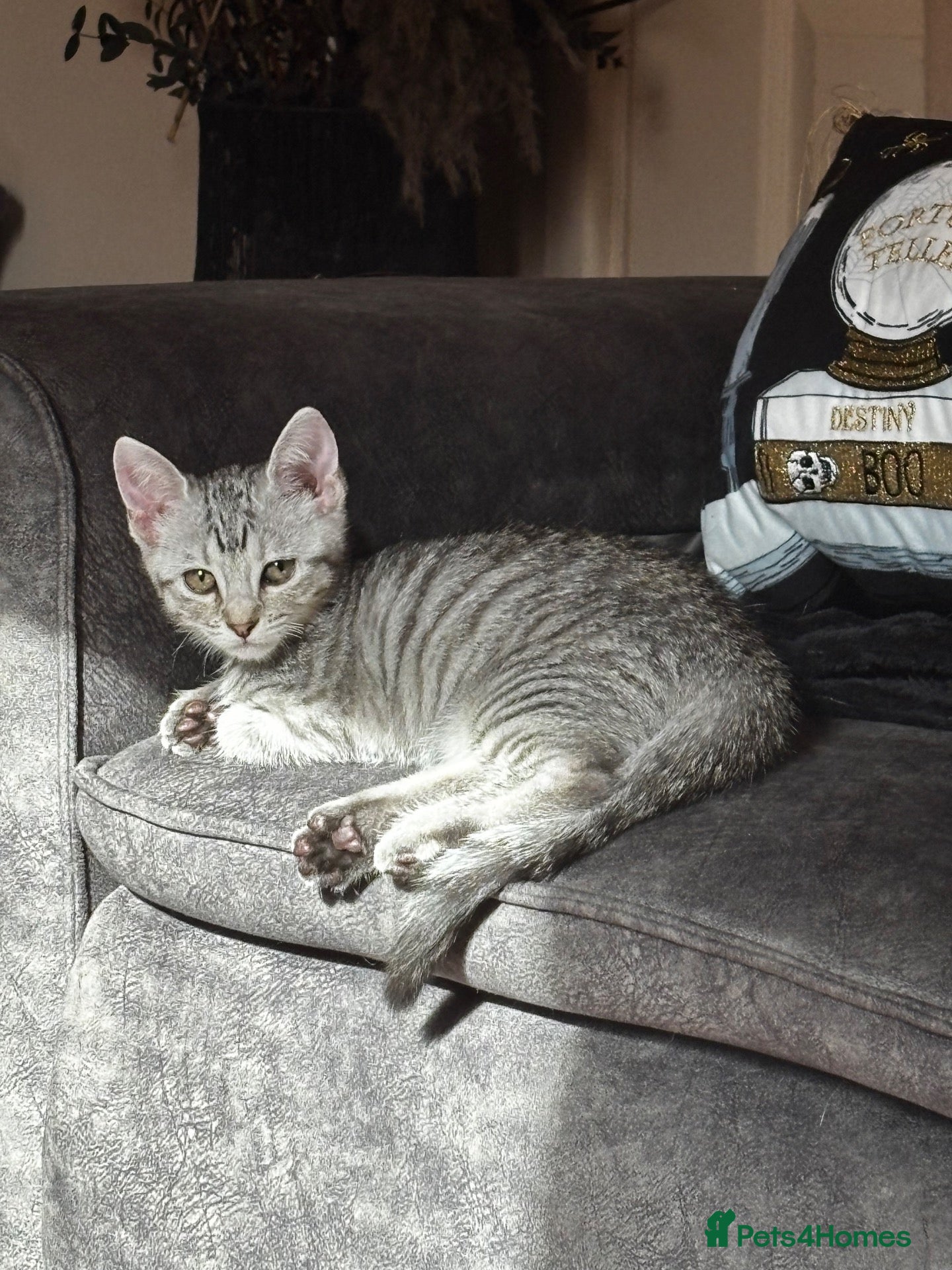 Mixed Breed cats for sale: Beautiful kittens - Advert 8