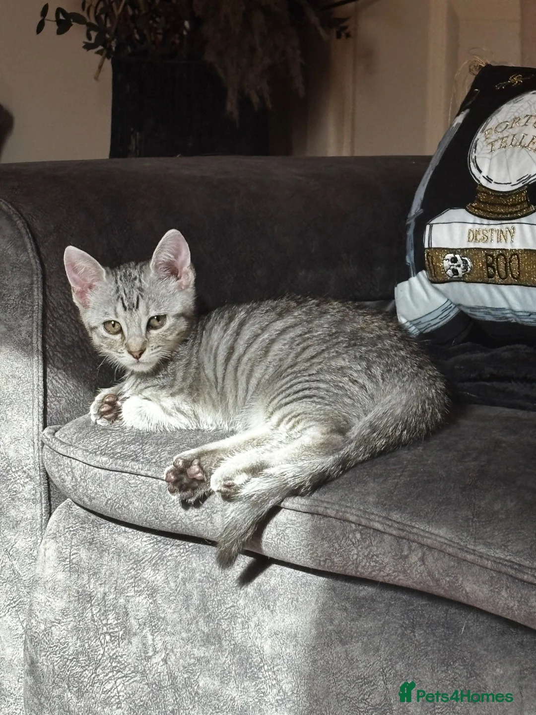 Mixed Breed cats for sale: Beautiful kittens in Chesterfield - Advert 1