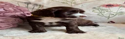 Sprocker dogs for sale: Sprocker Spaniel pups  in Stranraer - Advert 12