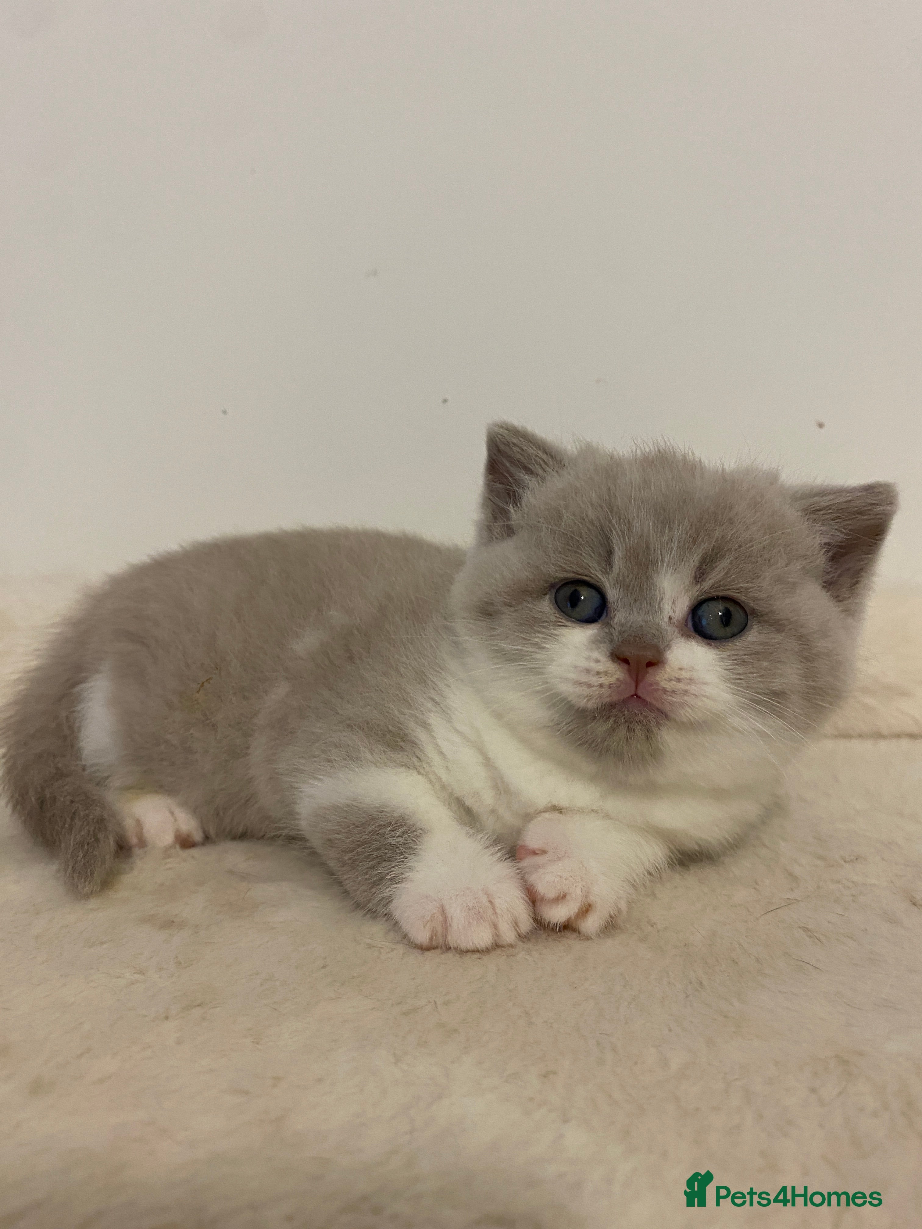 British Shorthair cats TICA Fawn/Cinnamon Bio colour kittens 💛 - Advert 2