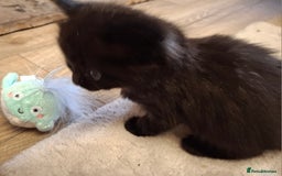 Ragdoll cats for sale: Ragdoll x BSH kittens (individually priced) - Image 32