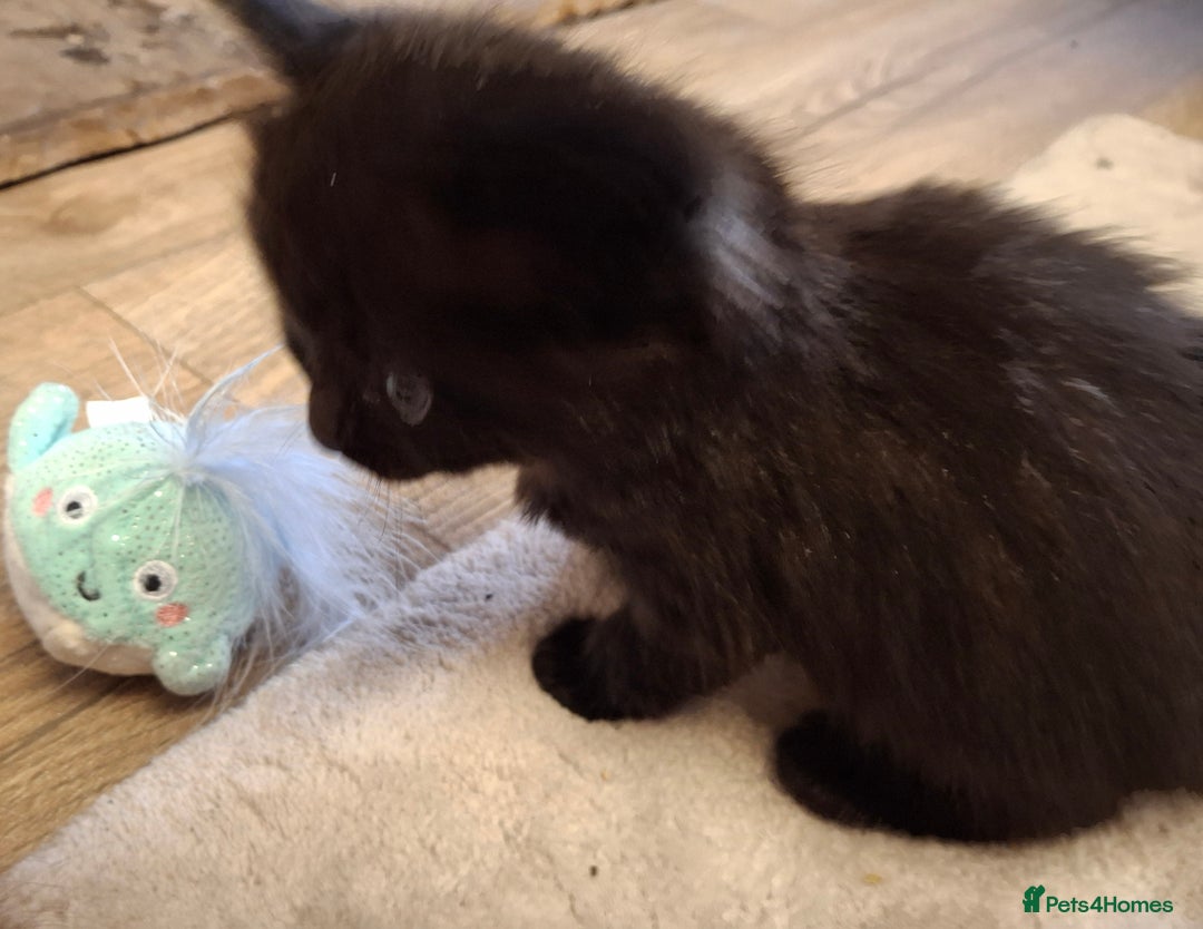 Ragdoll cats for sale: Ragdoll x BSH kittens (individually priced) - Image 32