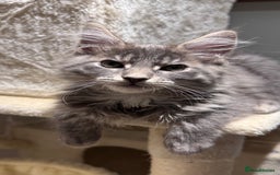 Maine Coon cats for sale: Beautiful XXL Maine Coon Boy 3 Months Old  - Advert 16