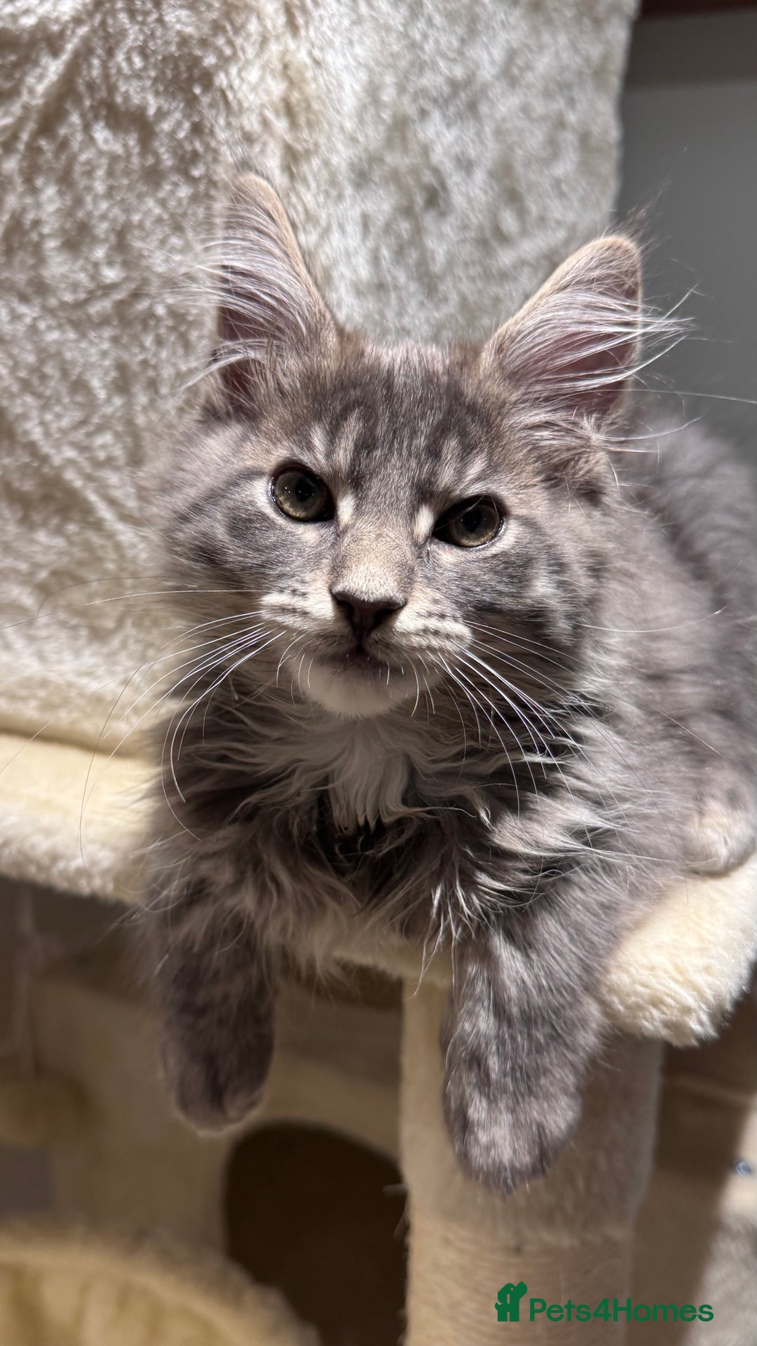 Maine Coon cats for sale: Beautiful XXL Maine Coon Boy 3 Months Old  - Advert 16