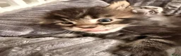 Maine Coon cats for sale: Maine Coon Kittens  - Advert 16