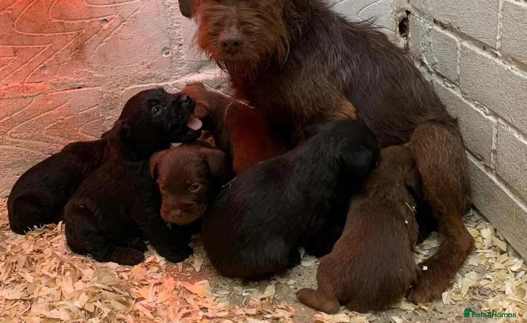 Patterdale Terrier dogs for sale: Patterdale terrier puppies  in Longfield - Advert 1