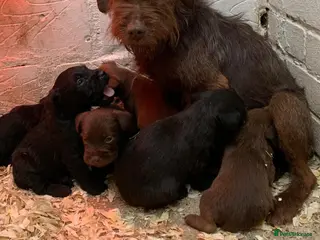 Patterdale Terrier dogs Patterdale terrier puppies - Advert 8