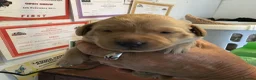 Labrador Retriever dogs for sale: Working Labrador Puppies in Warwick - Advert 2