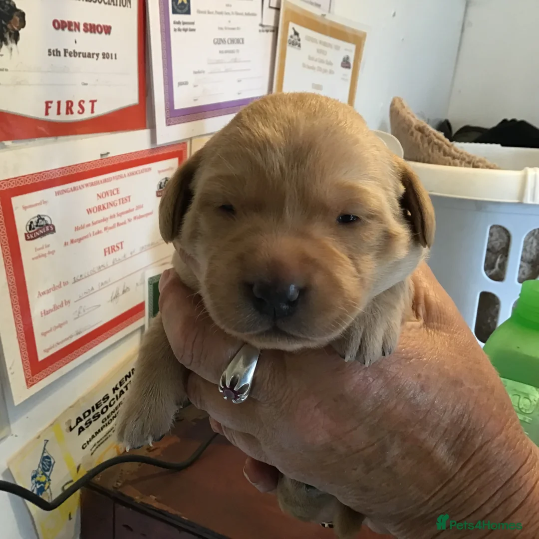 Labrador Retriever dogs for sale: Working Labrador Puppies in Warwick - Advert 2