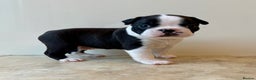 Boston Terrier dogs for sale: Boston Terriers for sale - Advert 9