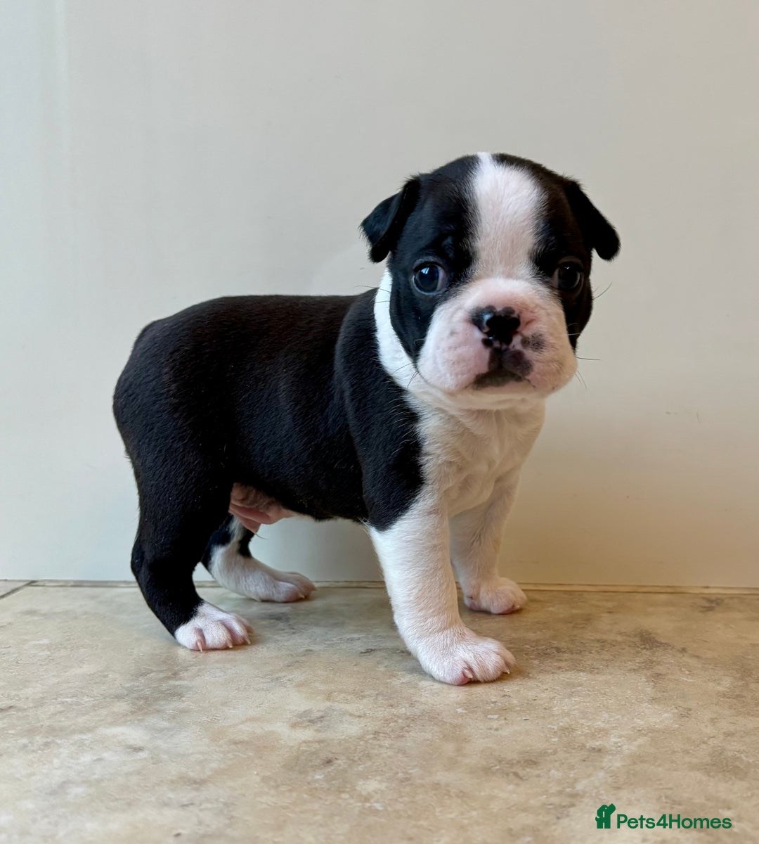 Boston Terrier dogs for sale: Boston Terriers for sale - Advert 9