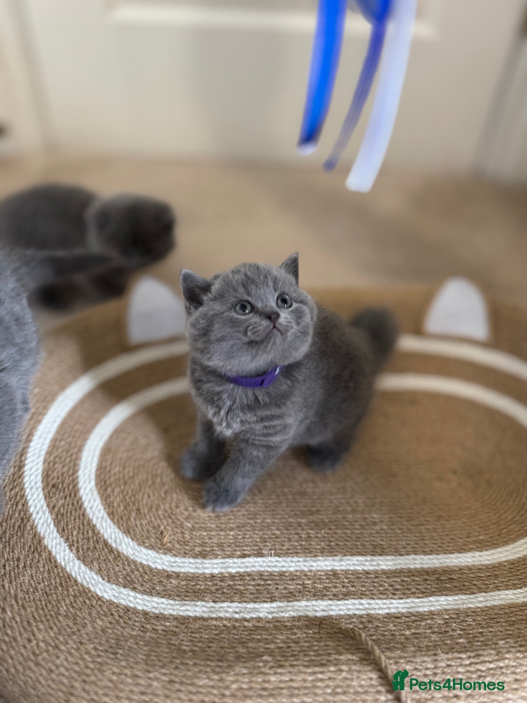 British Shorthair cats for sale: British Shorthair Blue Kittens - Image 4