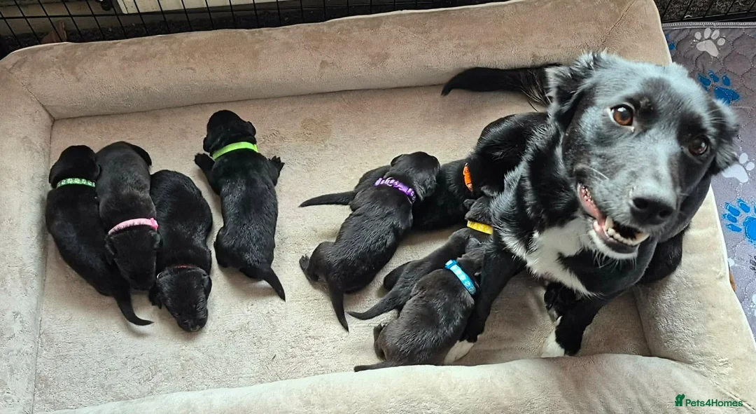 Mixed Breed dogs for sale: Collie x Labrador - 3 Girls left - Advert 1