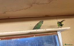 Budgerigars birds for sale: 2025 budgies - Image 10