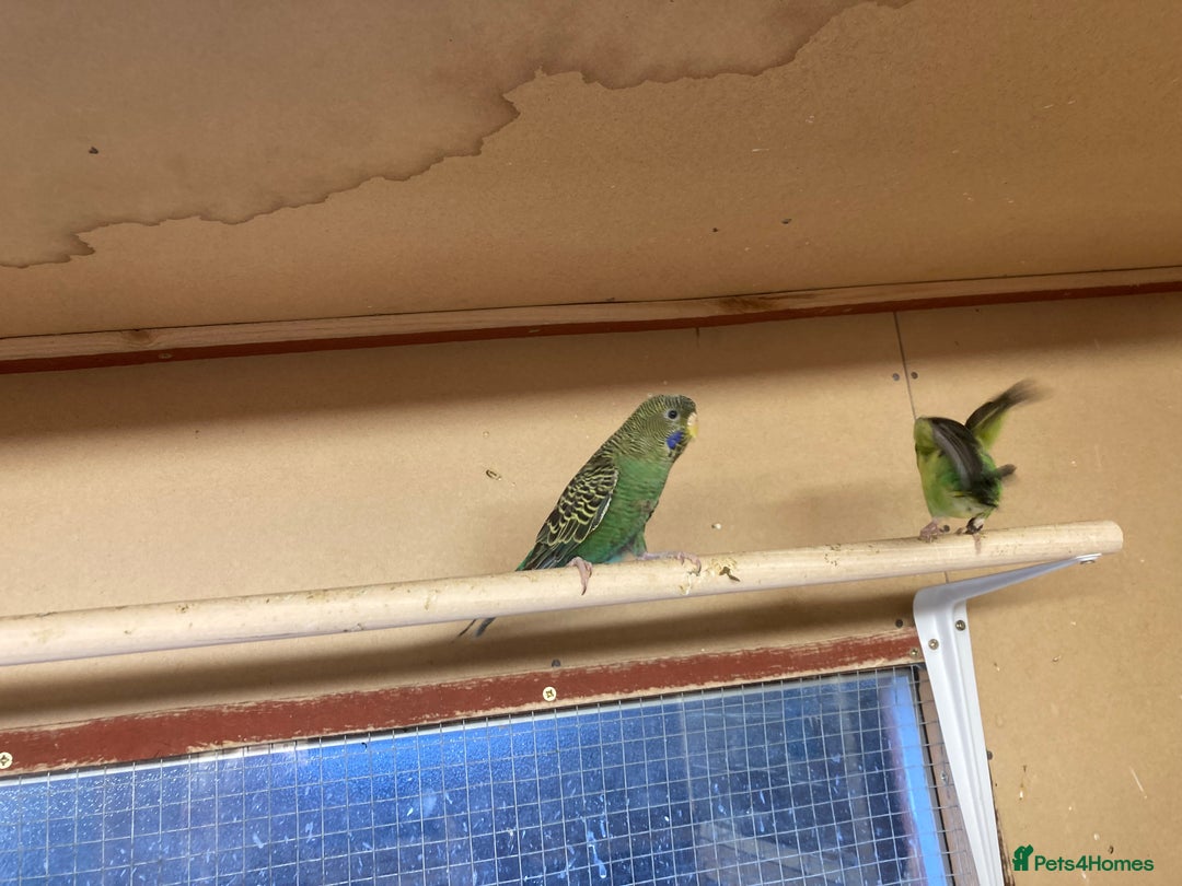 Budgerigars birds for sale: 2025 budgies - Image 10