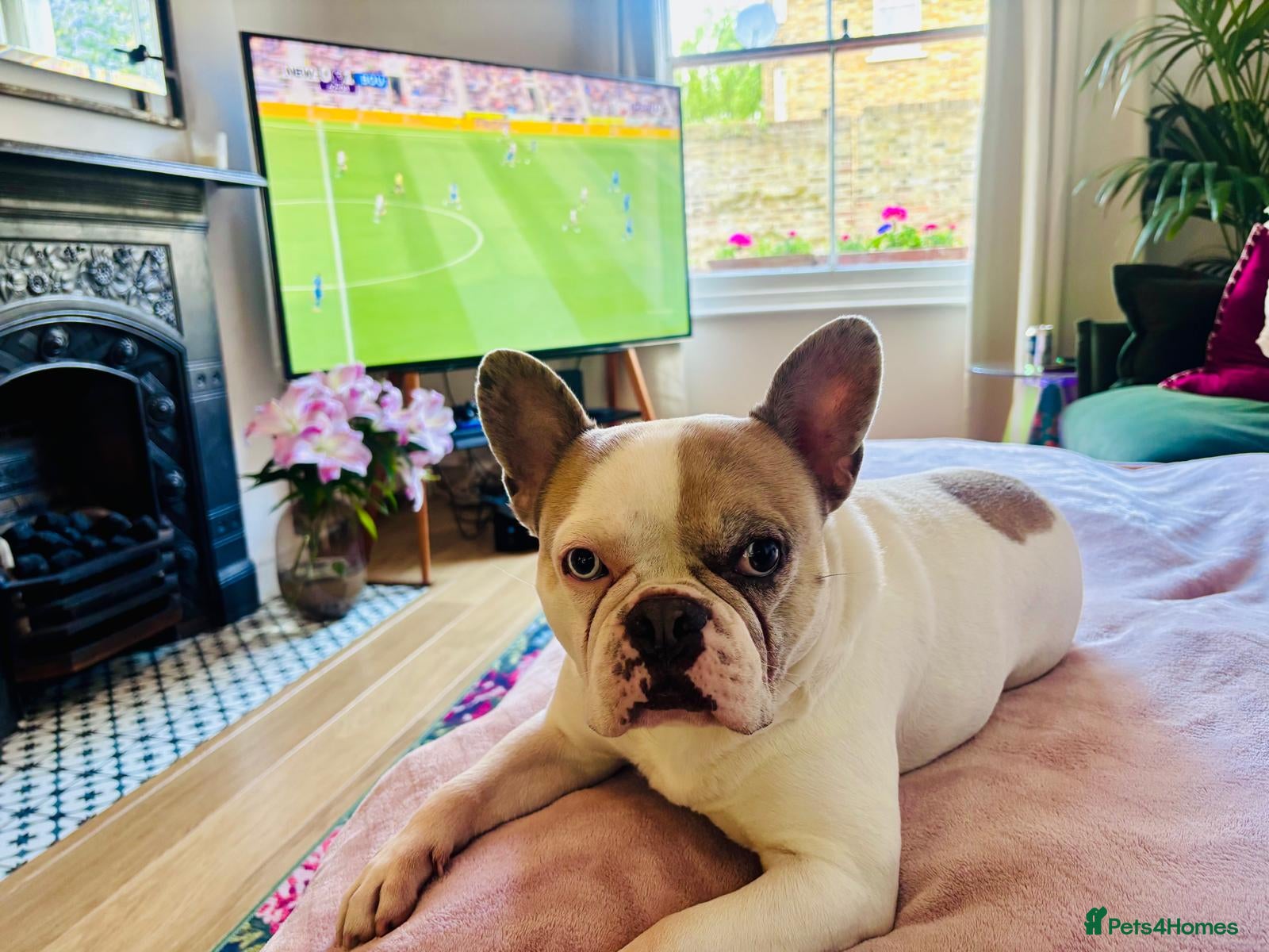 French Bulldog dogs 6yr old handsome frenchie with lots of personality - Advert 1