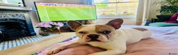 French Bulldog dogs for sale: 6yr old handsome frenchie with lots of personality - Advert 1