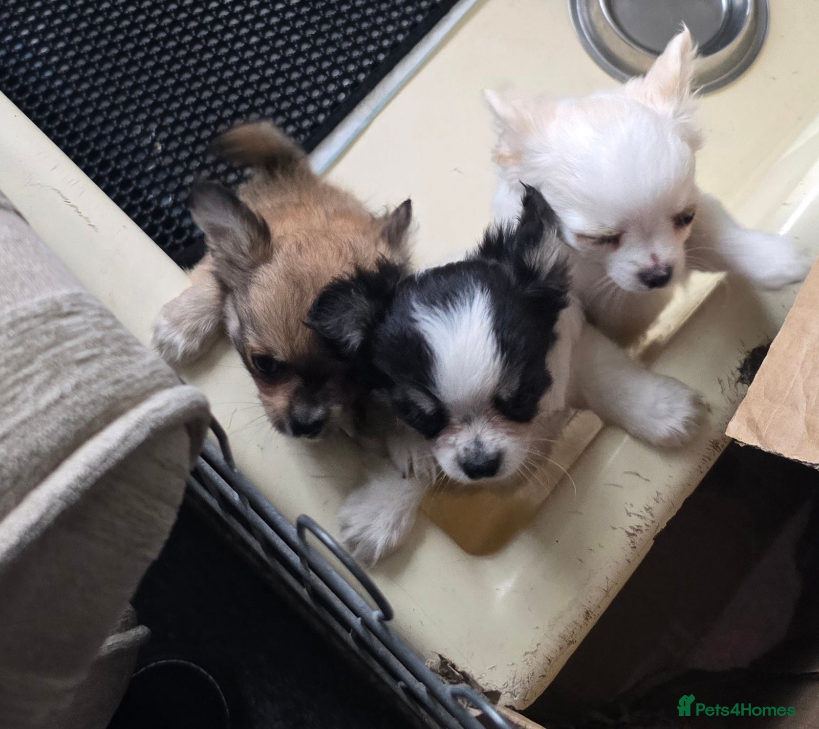 Chihuahua dogs KC Reg Chihuahua Pups, Champion lines. - Advert 2