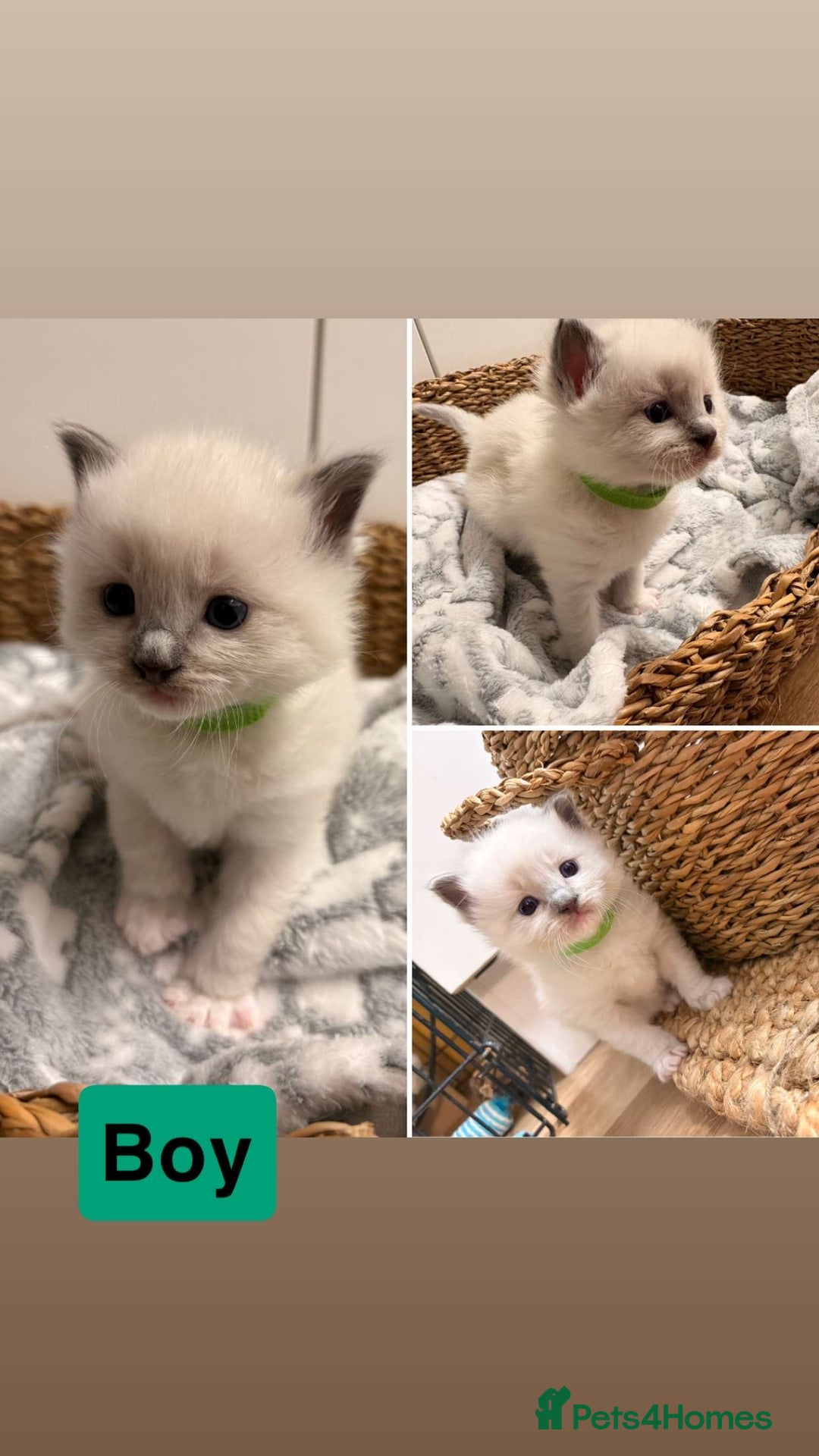 Ragdoll cats for sale: Beautiful Purebred Pedigree Blue Ragdoll Kittens - Advert 5