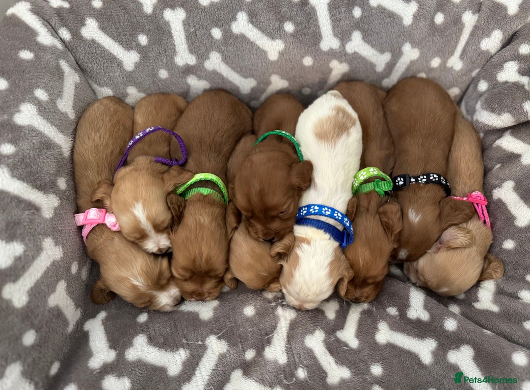 Cocker Spaniel dogs for sale: 🐾 🌟 Exceptional Show Type Cocker Spaniels 🐾 🌟 - Image 1