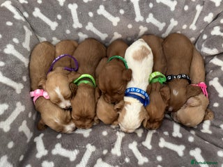 Cocker Spaniel dogs - Advert 6