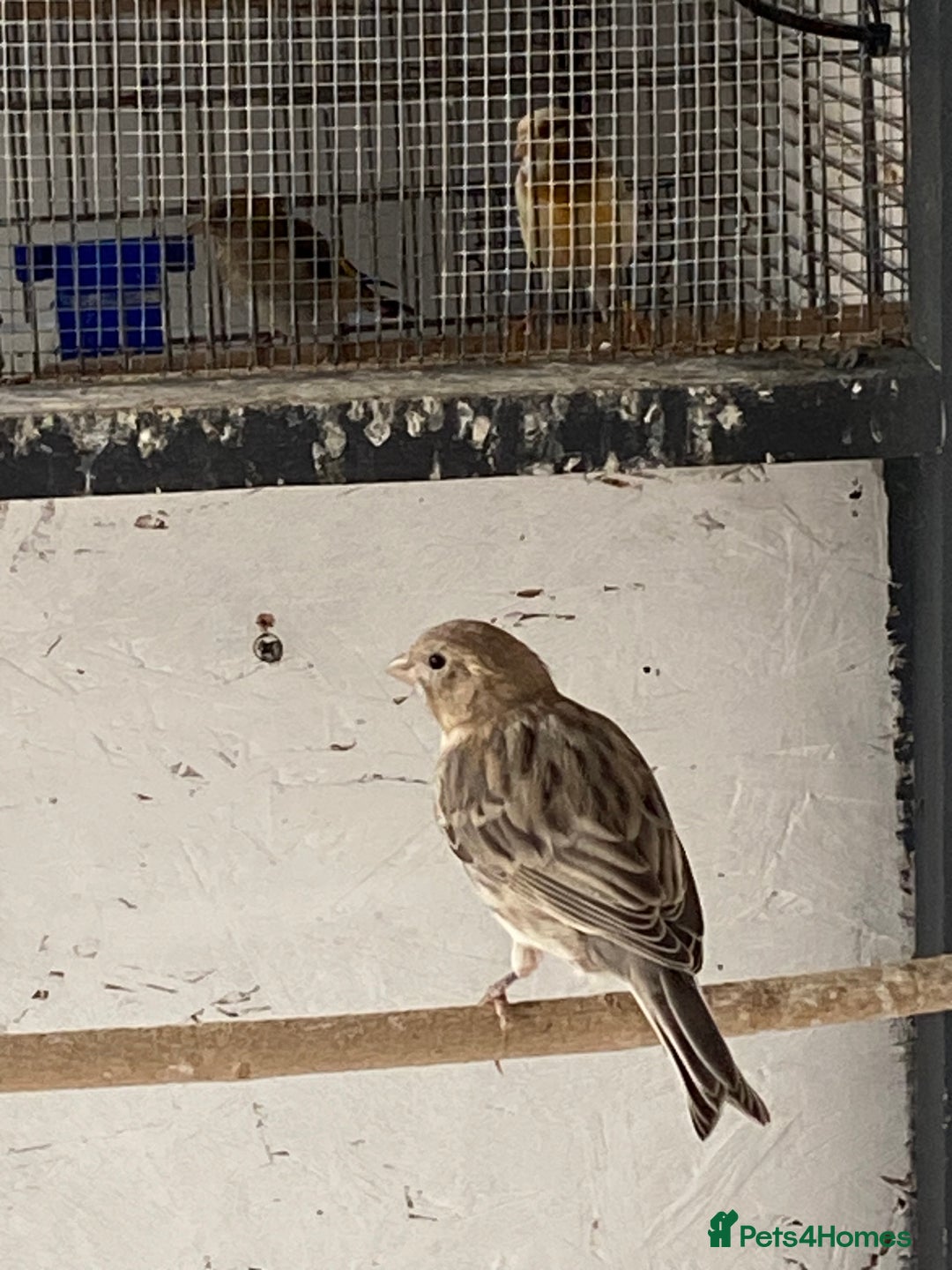 Canaries birds for sale: Canary’s - Image 2