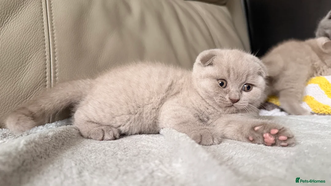 British Shorthair cats for sale: British Short hair and Scotish Fold - Advert 12