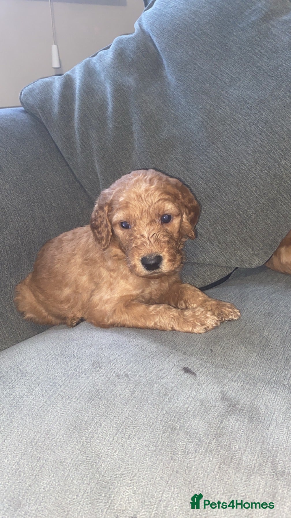 Irish Doodle dogs F1B Irish doodle puppies  (norther Ireland) - Advert 8