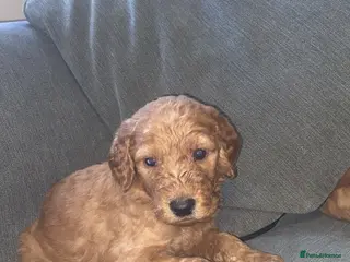 Irish Doodle dogs F1B Irish doodle puppies (norther Ireland) - Advert 1