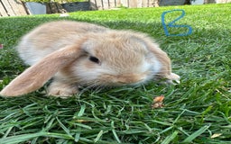 Mini Lop rabbits for sale: Mini Lop Rabbits For Sale  - Image 29