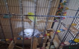 Budgerigars birds for sale: Pet birds and cage - Image 3