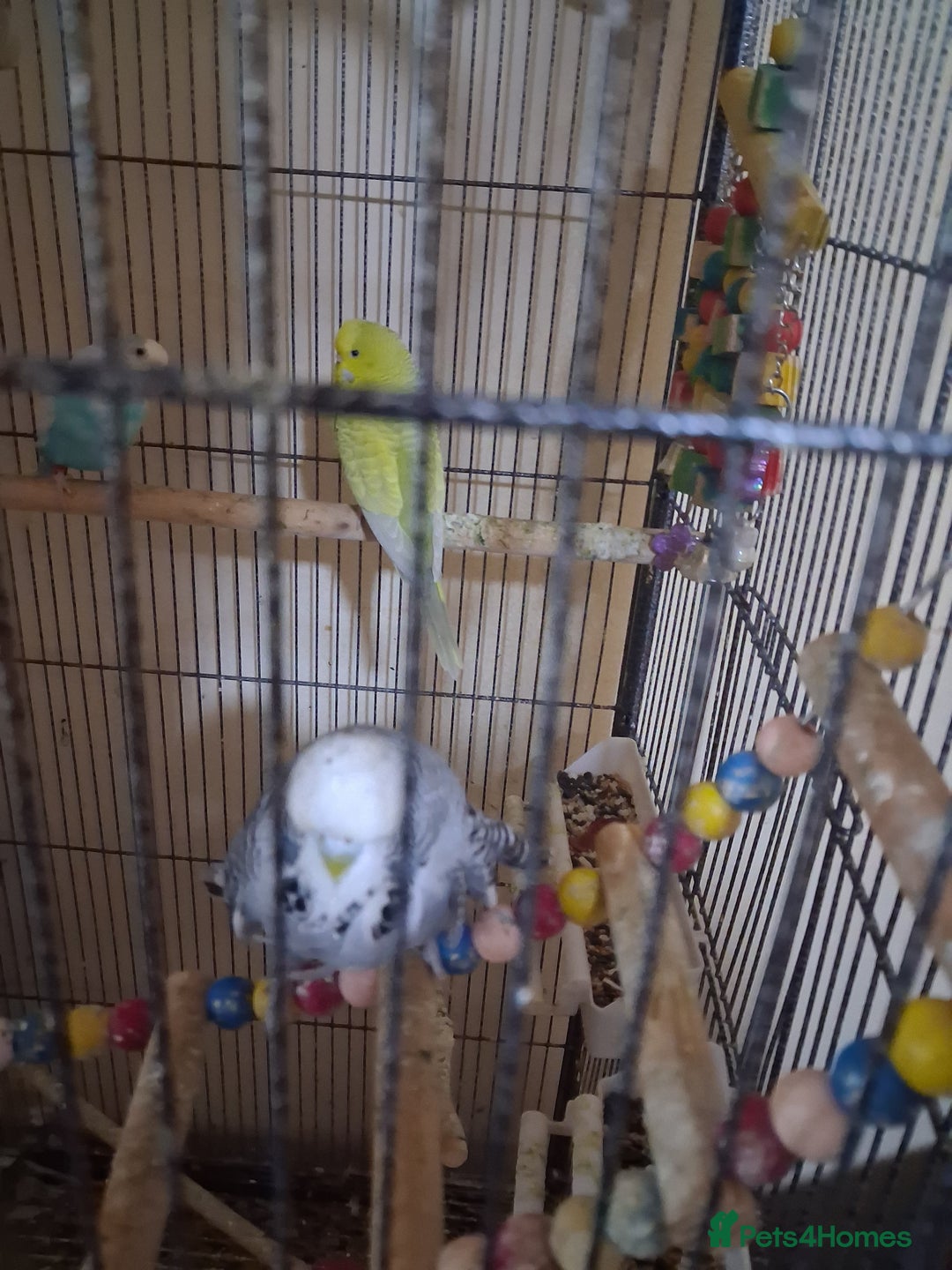 Budgerigars birds for sale: Pet birds and cage - Image 3
