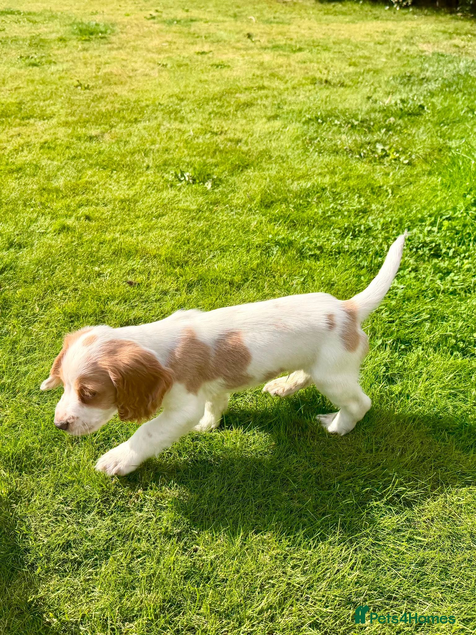 English Springer Spaniel dogs 2x springer puppies  - Advert 1