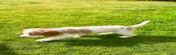 English Springer Spaniel dogs for sale: 2x springer puppies  in Hexham - Advert 6