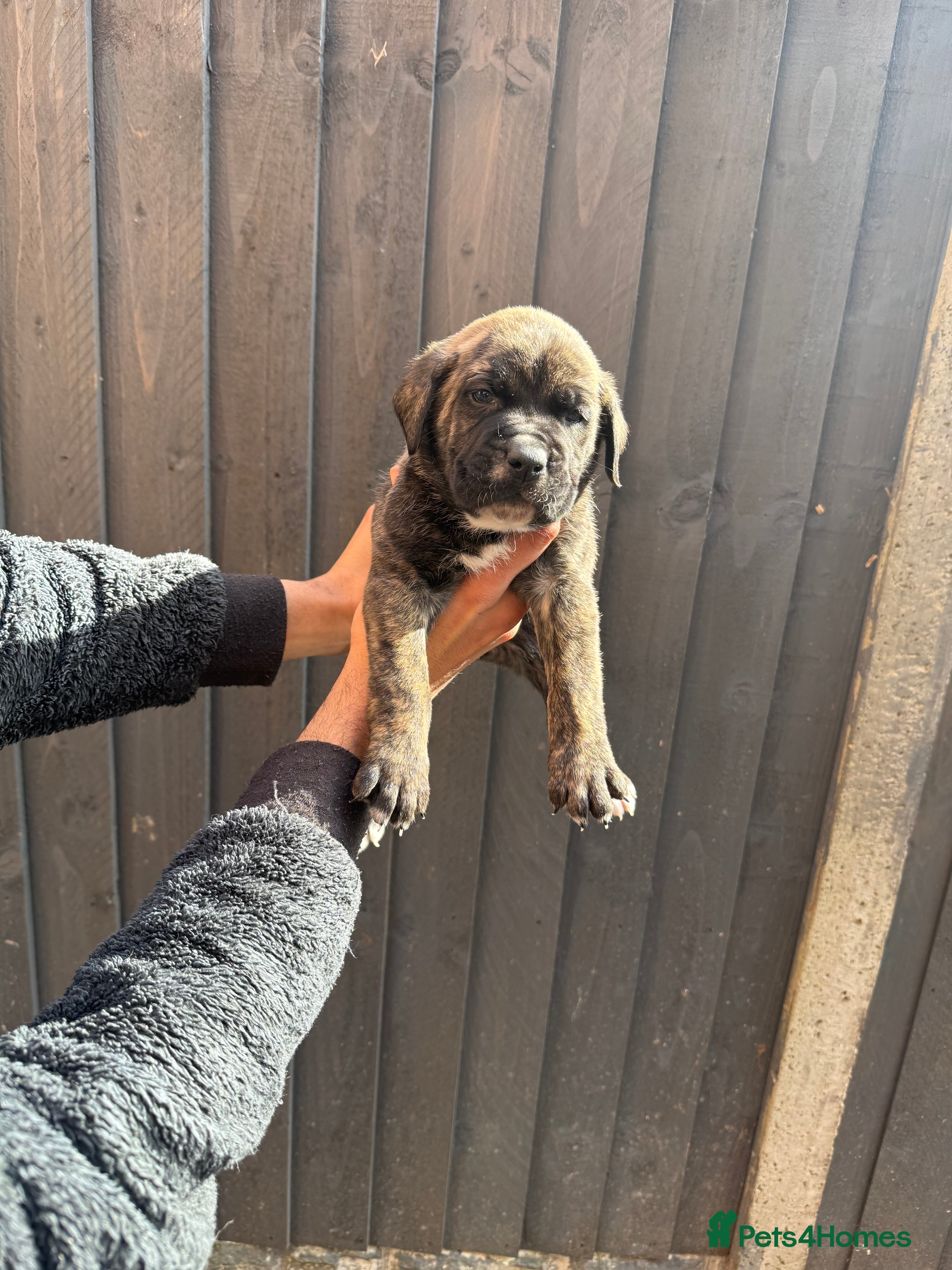 Presa Canario dogs  Pure outstanding presa Canario pups - Advert 1