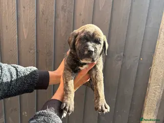 Presa Canario dogs Pure outstanding presa Canario pups - Advert 1