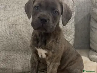 Mixed Breed dogs Puppies for Sale and Ready to go!! - Advert 6