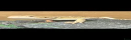 Bearded Dragon reptiles for sale: 13 week baby bearded dragon  - Advert 4