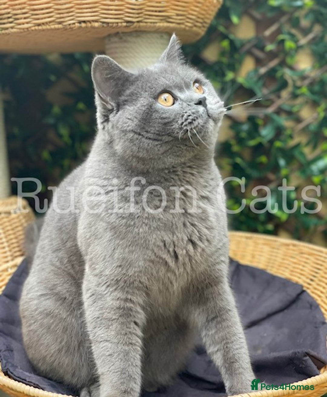 British Shorthair cats for sale: Adorable British Shorthair kittens GCCF registered - Image 15
