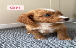 Cockapoo dogs for sale: 6 stunning cockapoo puppies  - Image 10
