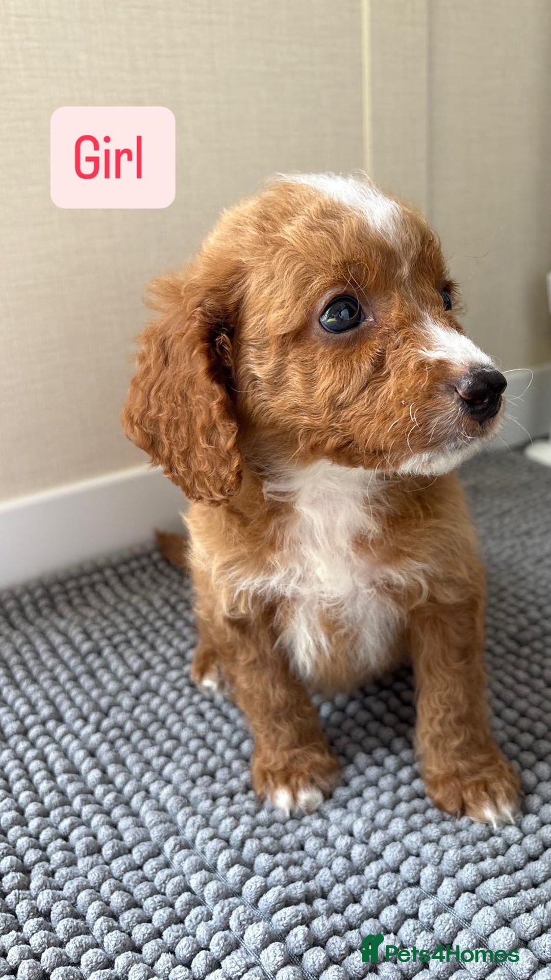 Cockapoo dogs for sale: 6 stunning cockapoo puppies  - Image 10