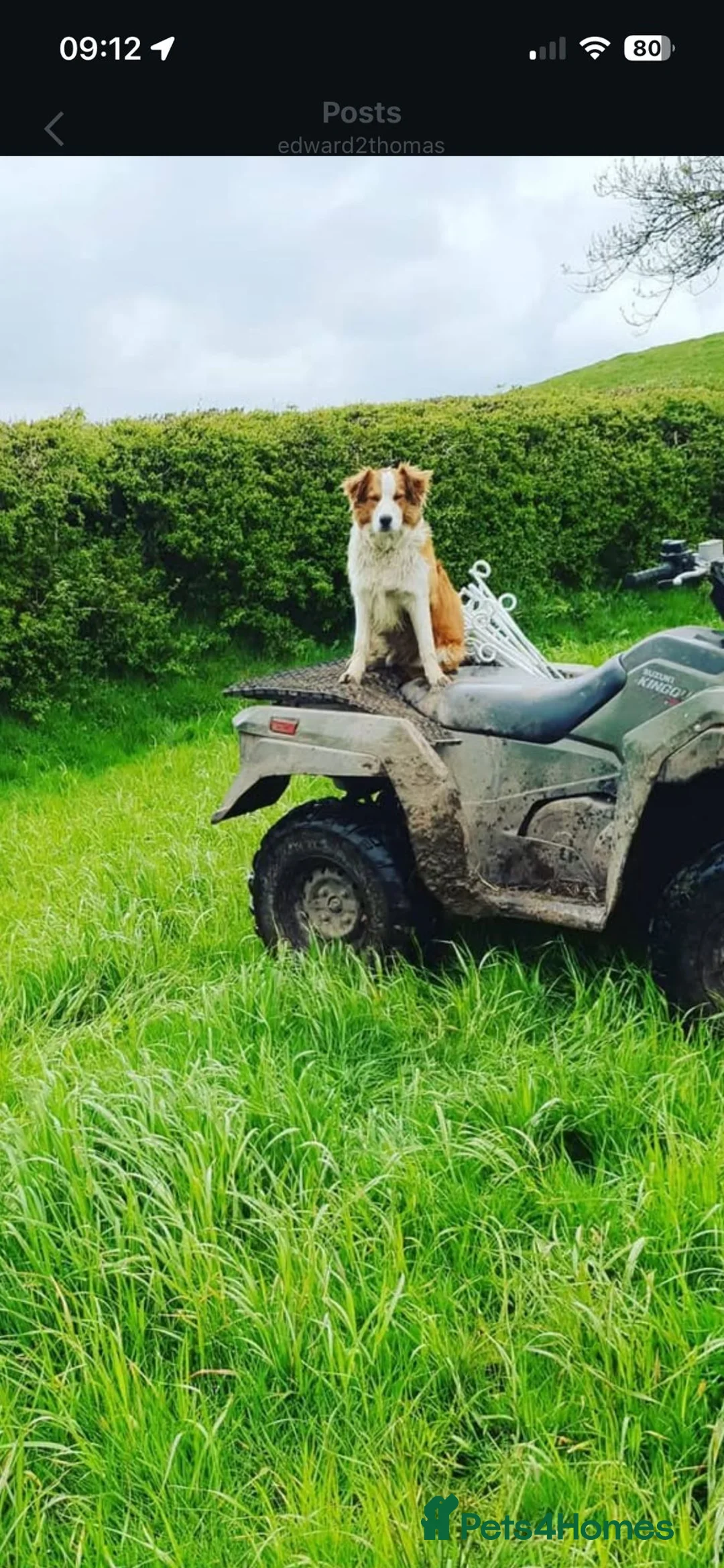 Border Collie dogs for sale: Stunning border collie puppies  in Carmarthen - Advert 18