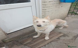 German Shepherd dogs for sale: White German shepherd  - Image 1