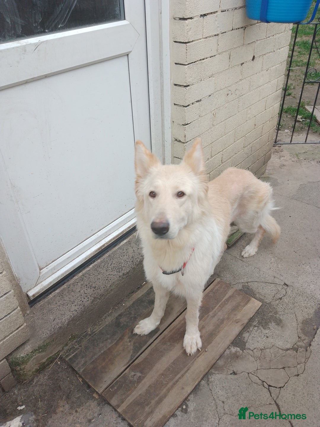 German Shepherd dogs for sale: White German shepherd  - Image 1