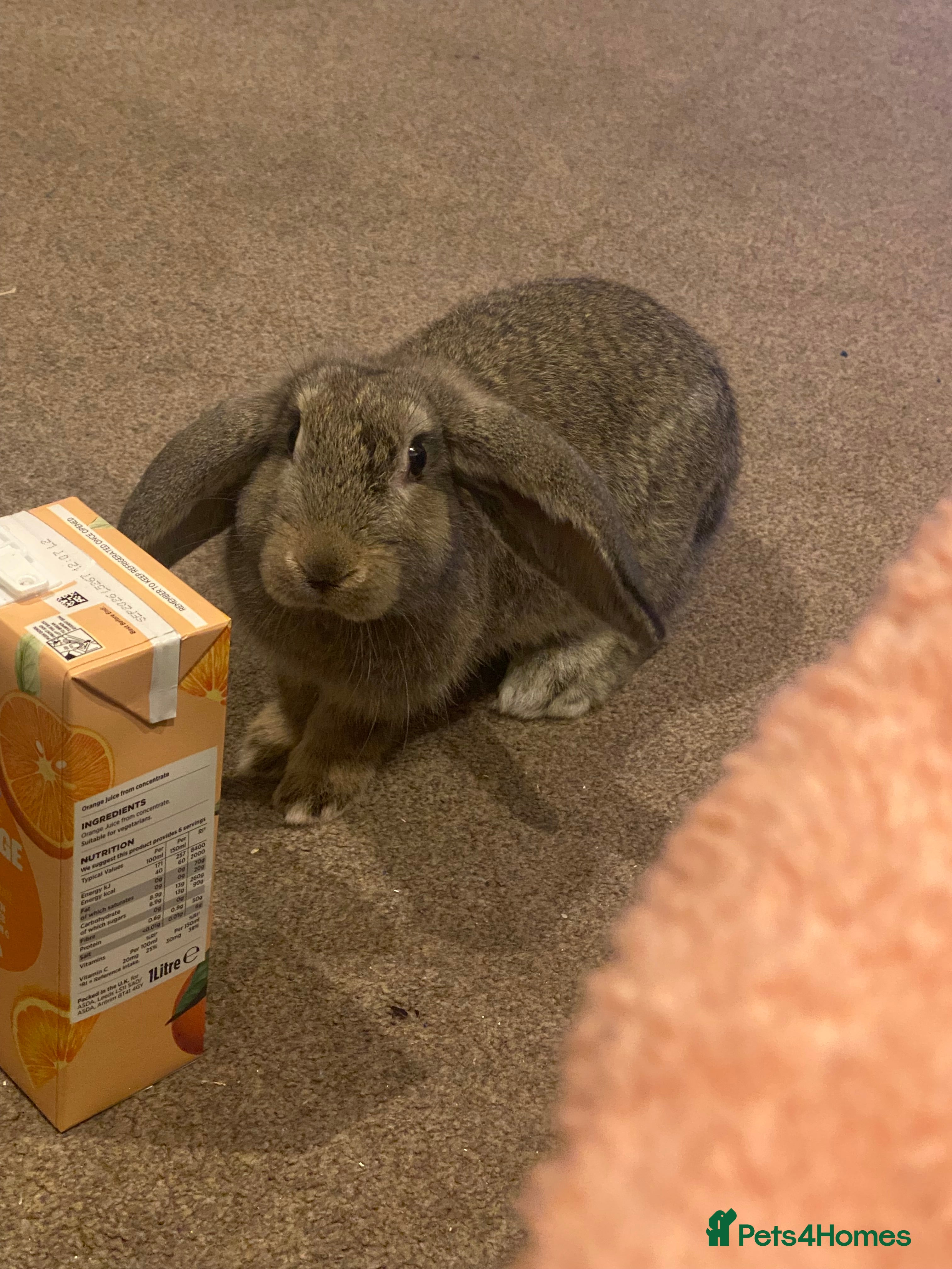 Rex rabbits Mini Rex needs rehoming - Advert 6