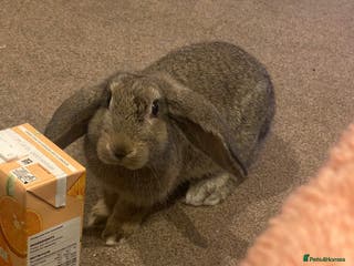 Rex rabbits Mini Rex needs rehoming - Advert 4