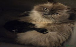 Mixed Breed cats for sale: Half ragdoll georous and playful kittens - Image 1